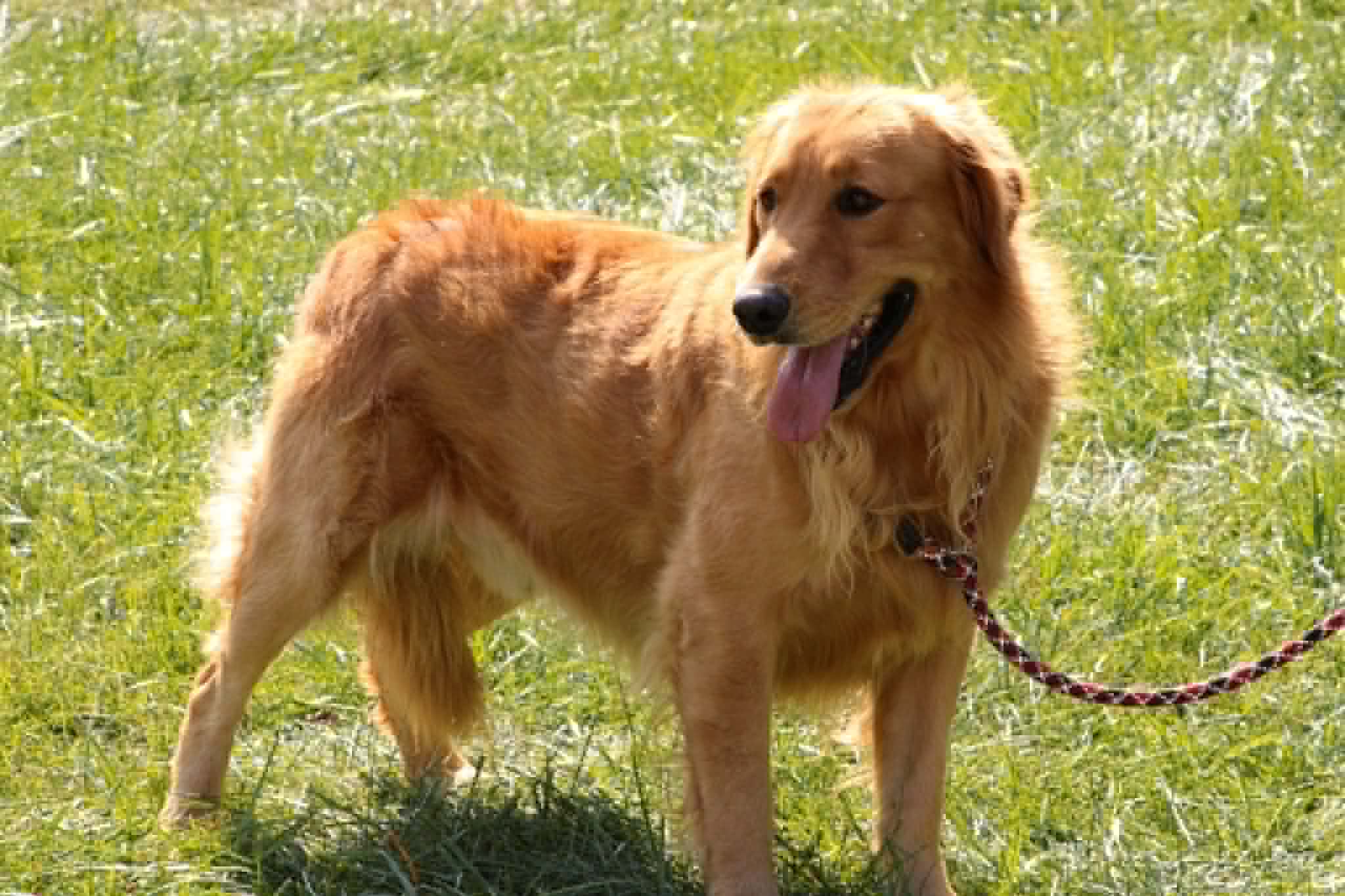 A portrait photograph of Cash who is a purebred Golden Retriever sire.
