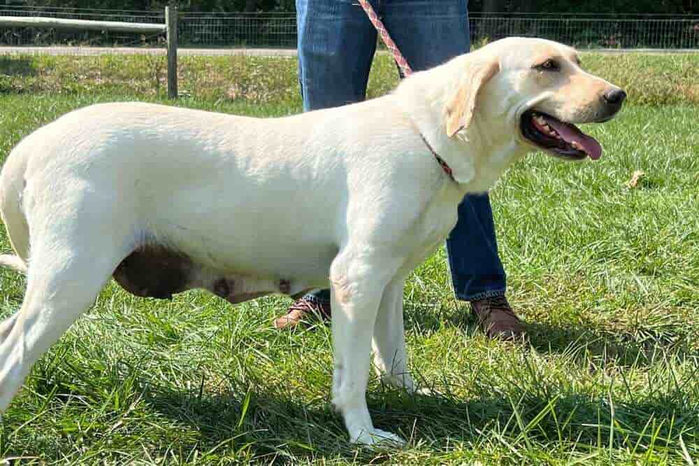 A portrait photograph of Charlotte who is a purebred yellow Labrador Retriever female.