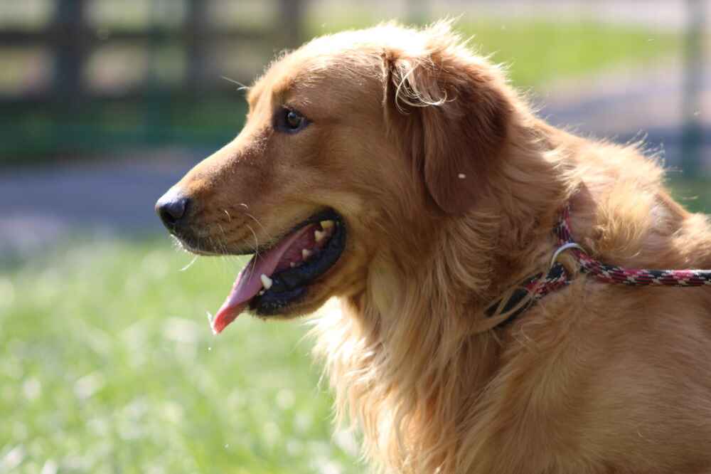 A portrait of Comet who is a purebred Golden Retriever sire.