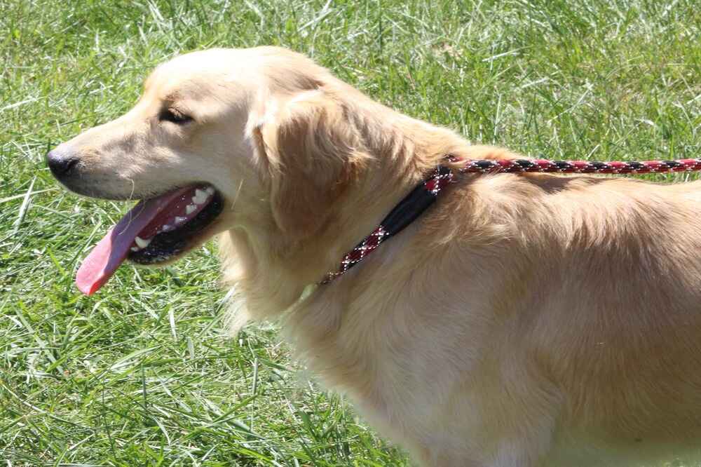 A portrait of Cosmo who is a purebred Golden Retriever sire.