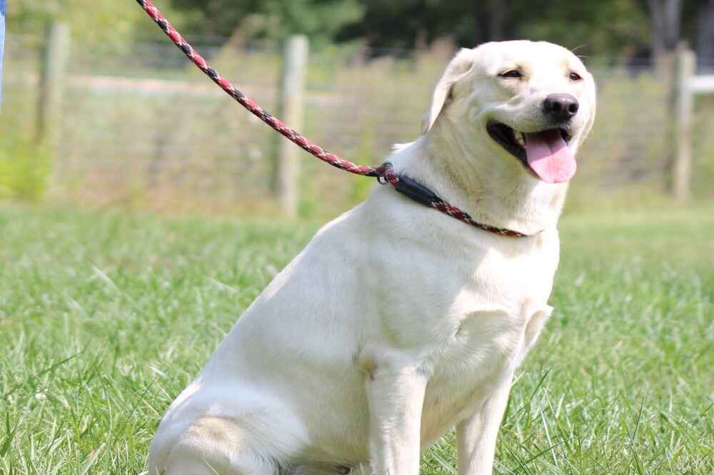 A portrait photograph of Diamond who is a purebred yellow Labrador Retriever female.