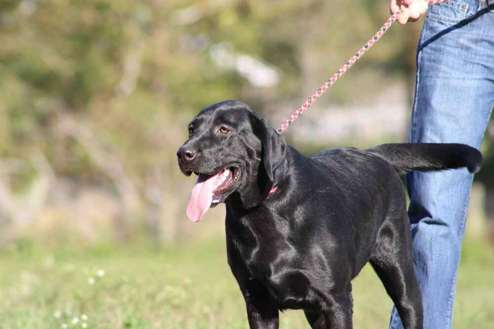 A portrait of Felicia who is a purebred chocolate Labrador Retriever female.
