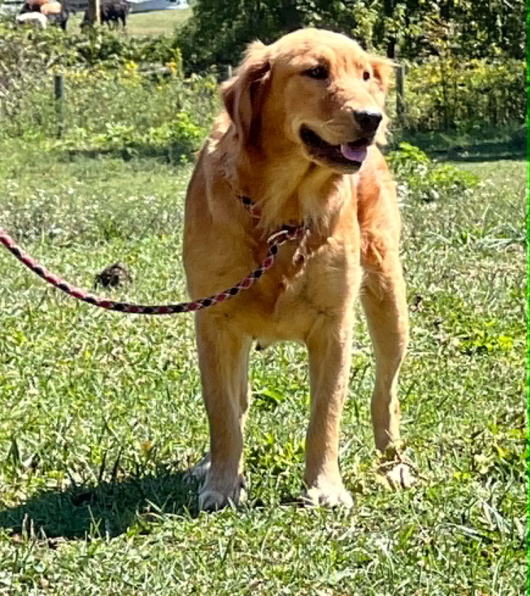 A portrait photograph of Flapjack who is a purebred Golden Retriever female.