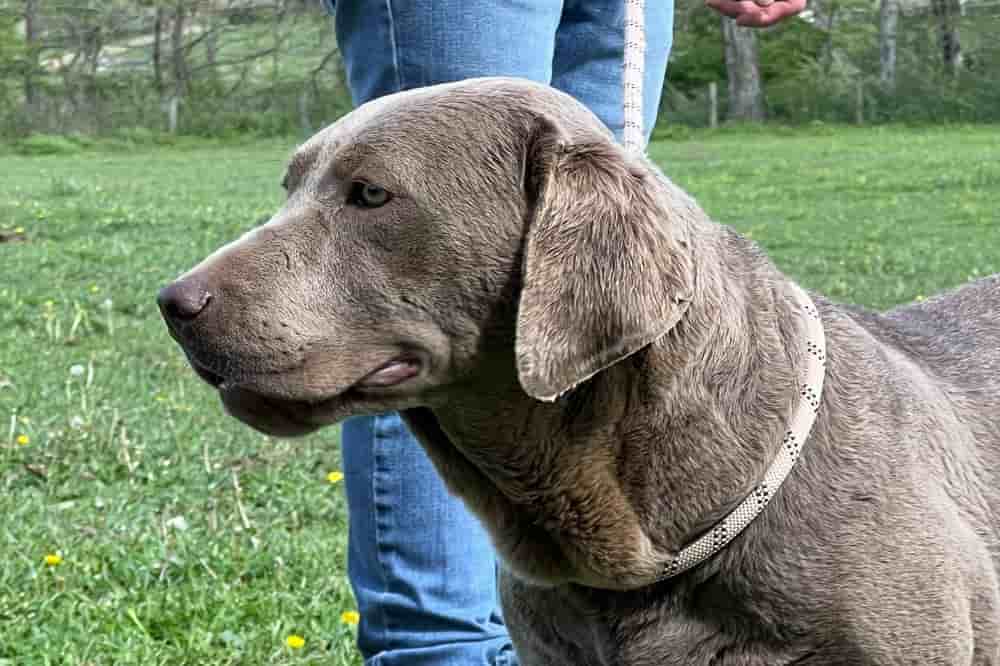 A portrait of Furiosa who is a purebred silver Labrador Retriever female.