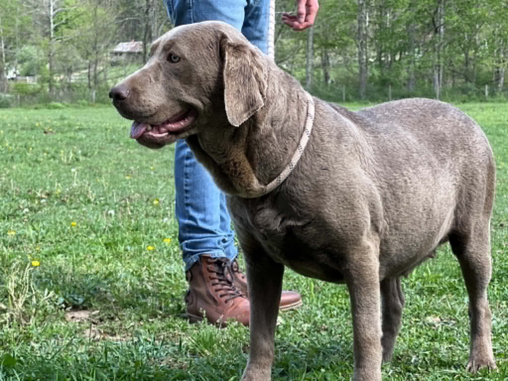 A portrait of Furiosa who is a purebred silver Labrador Retriever female.