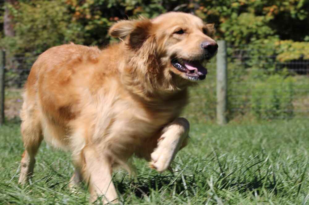 A portrait of Gold N Roses who is a purebred Golden Retriever female.