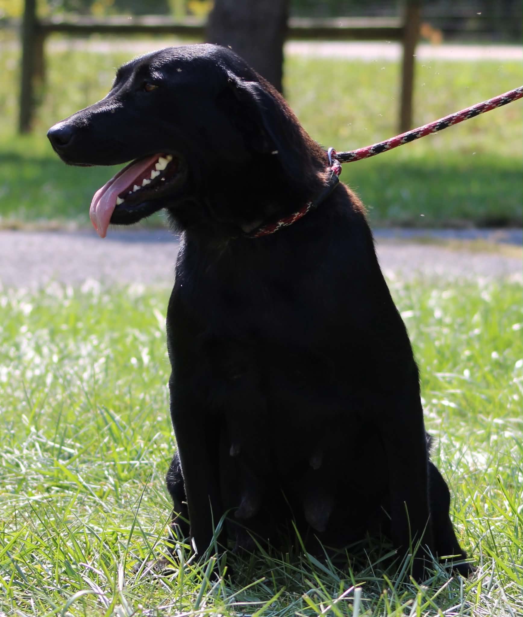 A portrait photograph of Gotta Zoom who is a purebred Labrador Retriever female.
