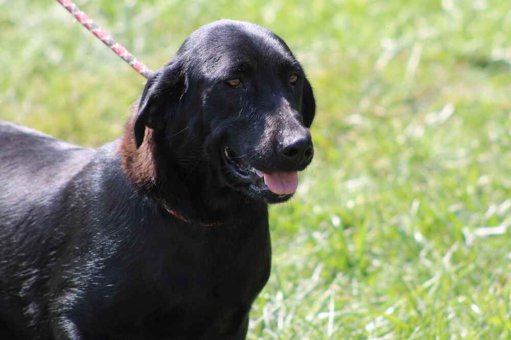 A portrait of Happy who is a purebred black Labrador Retriever female.