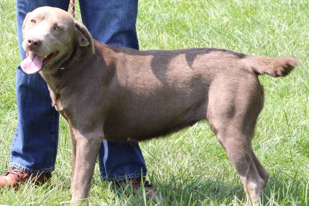 A portrait of Harmony who is a silver Labrador Retriever female.