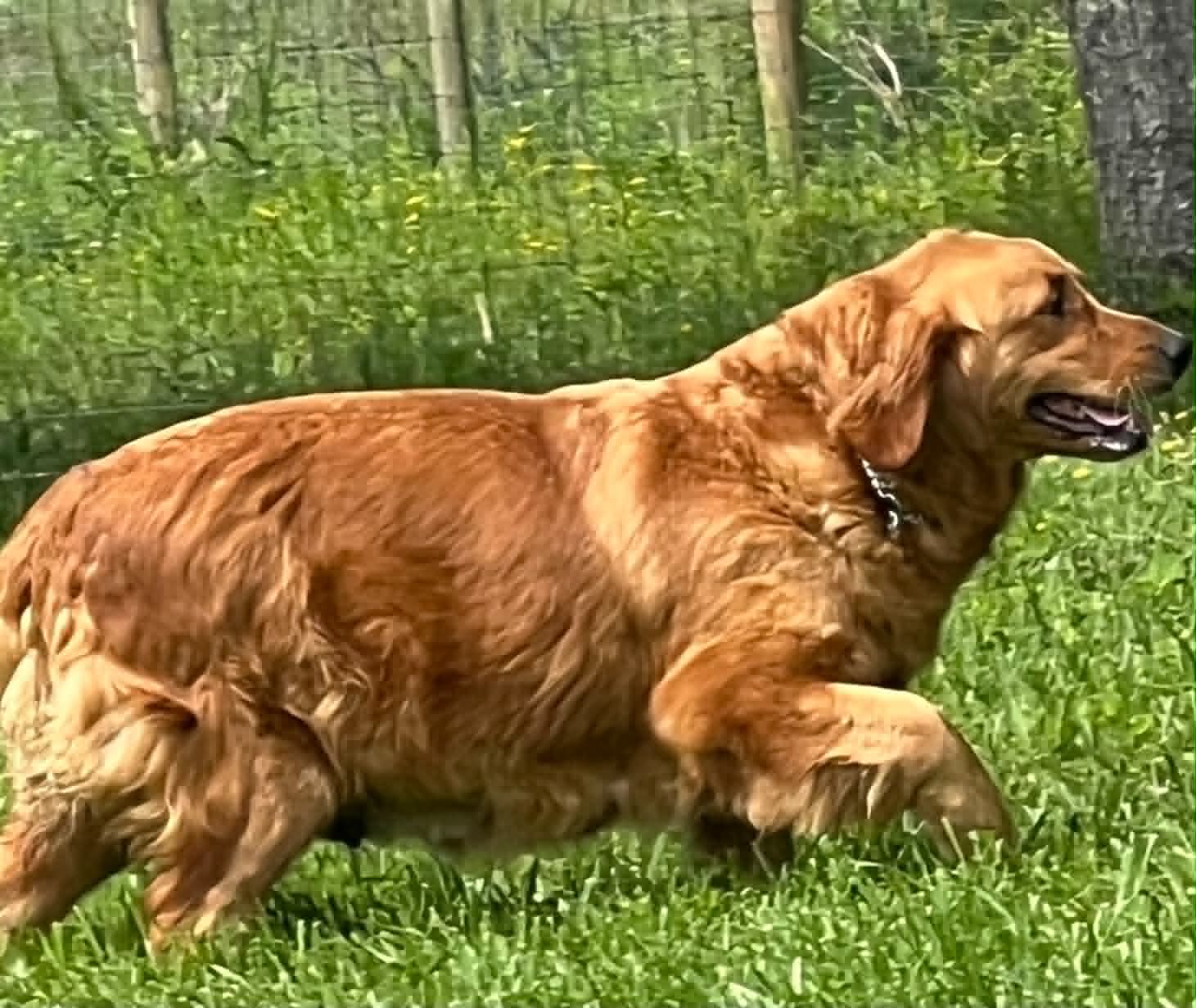 A portrait of Jaina who is a purebred Golden Retriever female.