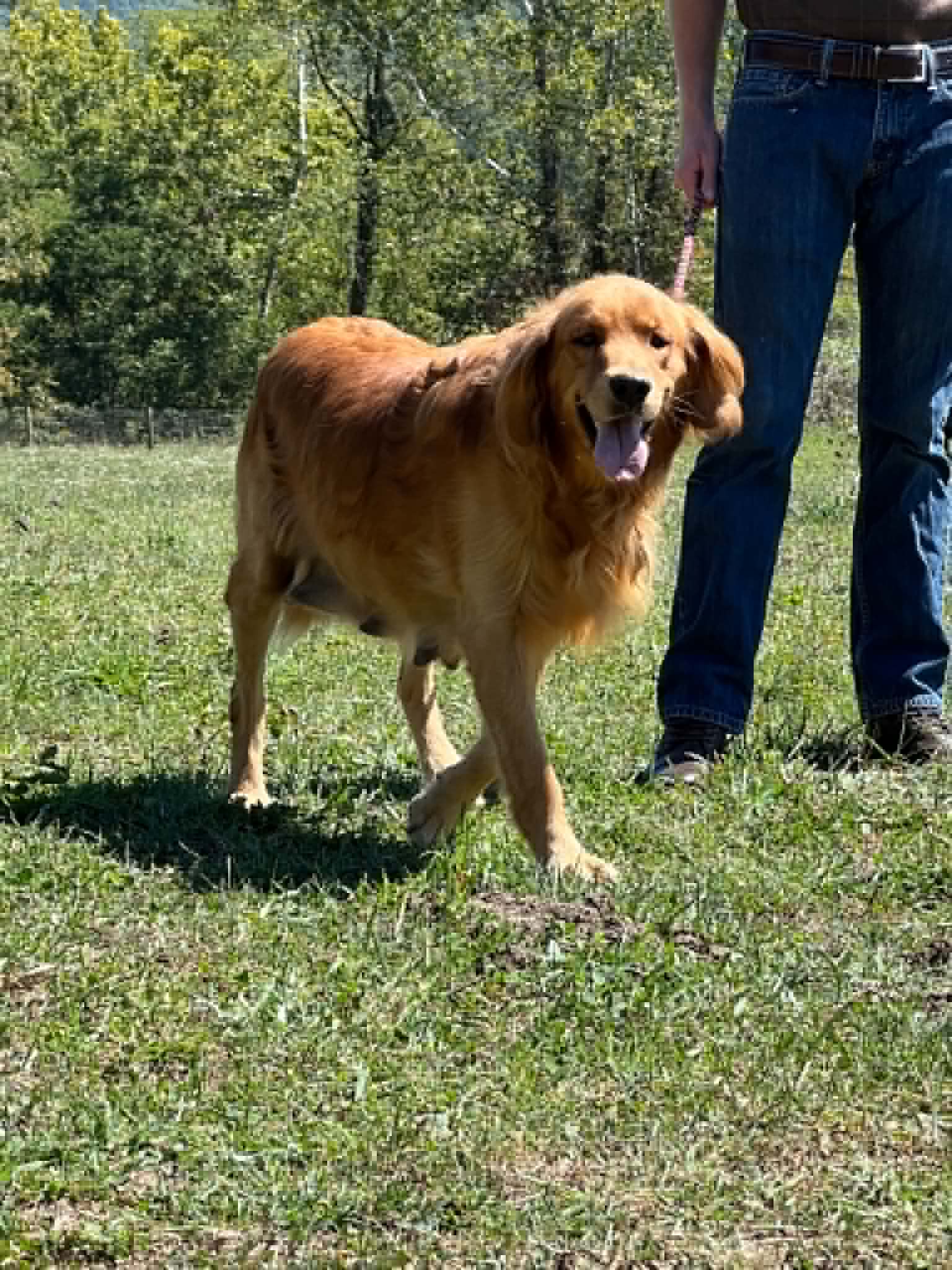 A portrait of Jasmine who is a purebred Golden Retriever female.
