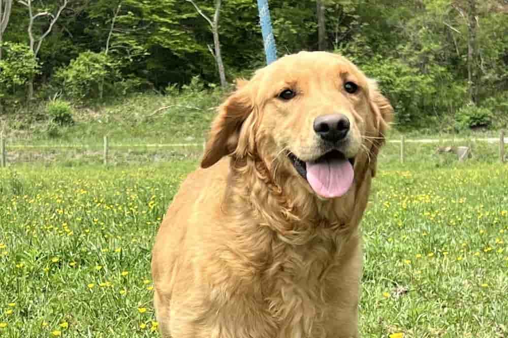 A portrait of Jessie who is a purebred Golden Retriever female.
