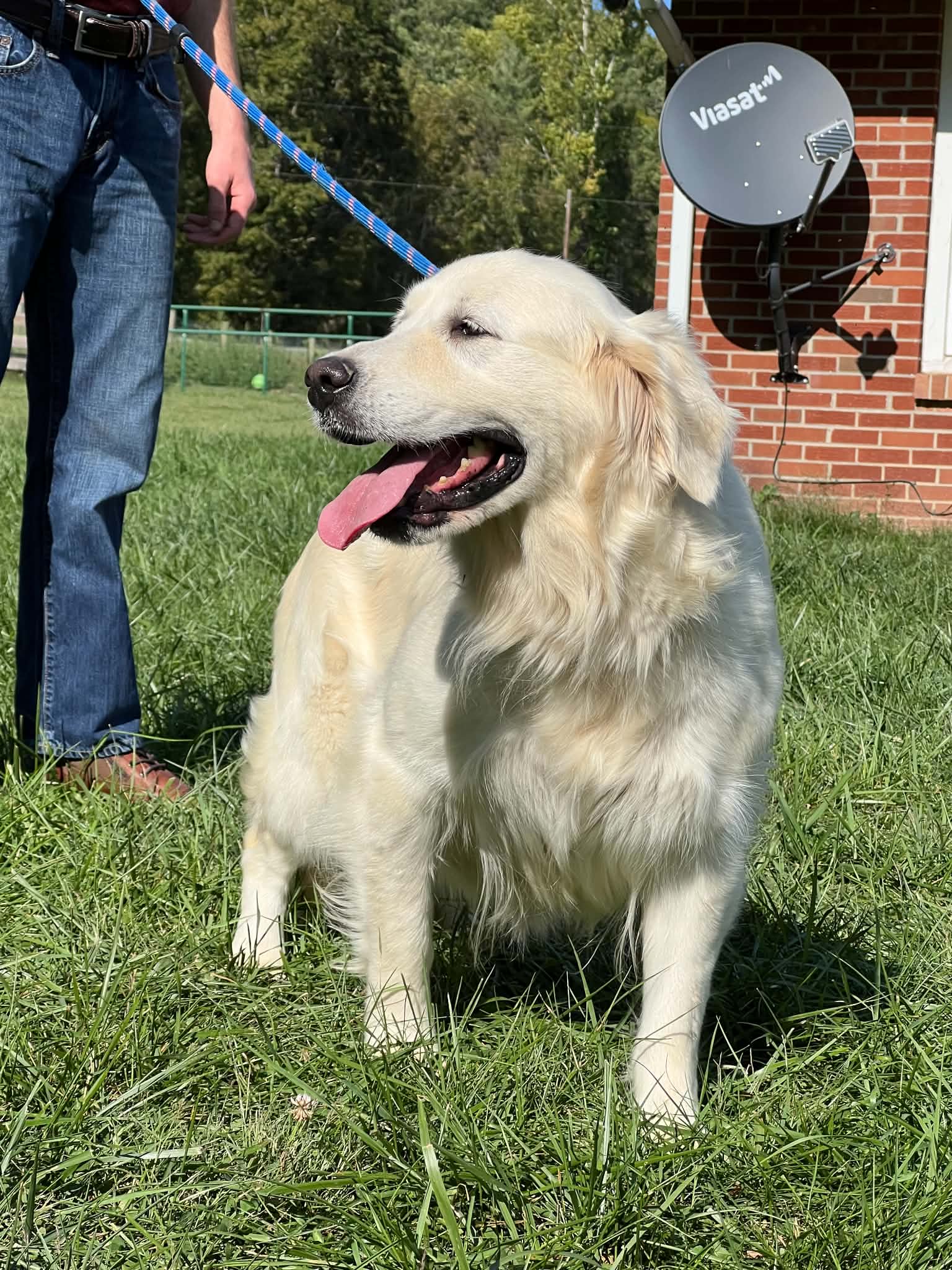 A portrait of Kierra who is a purebred Russian Cream Golden Retriever female.