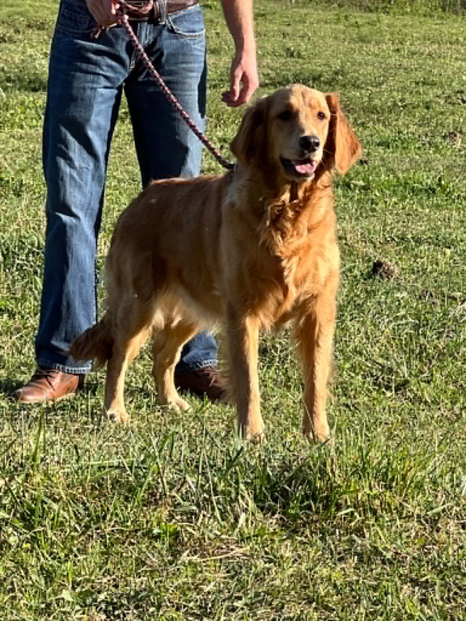 A portrait of Kosmos who is a purebred Golden Retriever female.