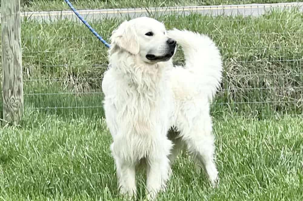 A portrait of Krypto who is a purebred Golden Retriever sire.