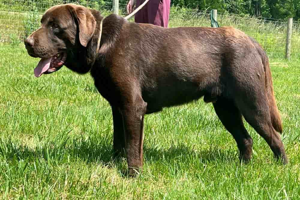 A portrait photograph of Levi who is a purebred chocolate Labrador Retriever sire.