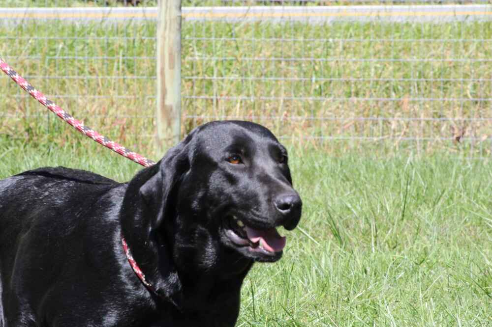 A portrait of Luna who is a purebred black Labrador Retriever female.