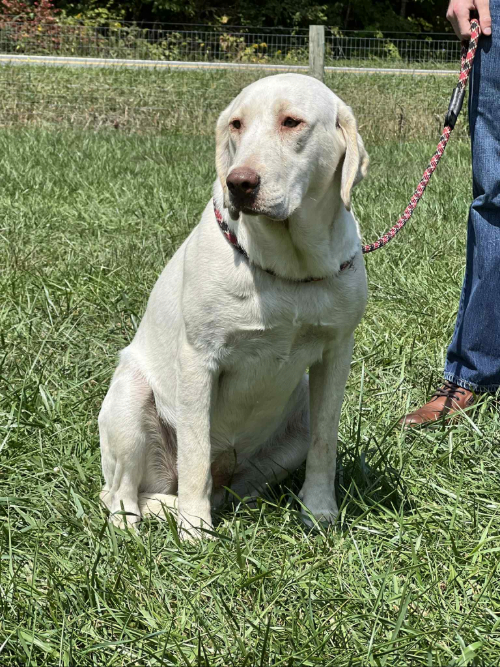 A portrait of Mackenzie who is a purebred yellow Labrador Retriever female.