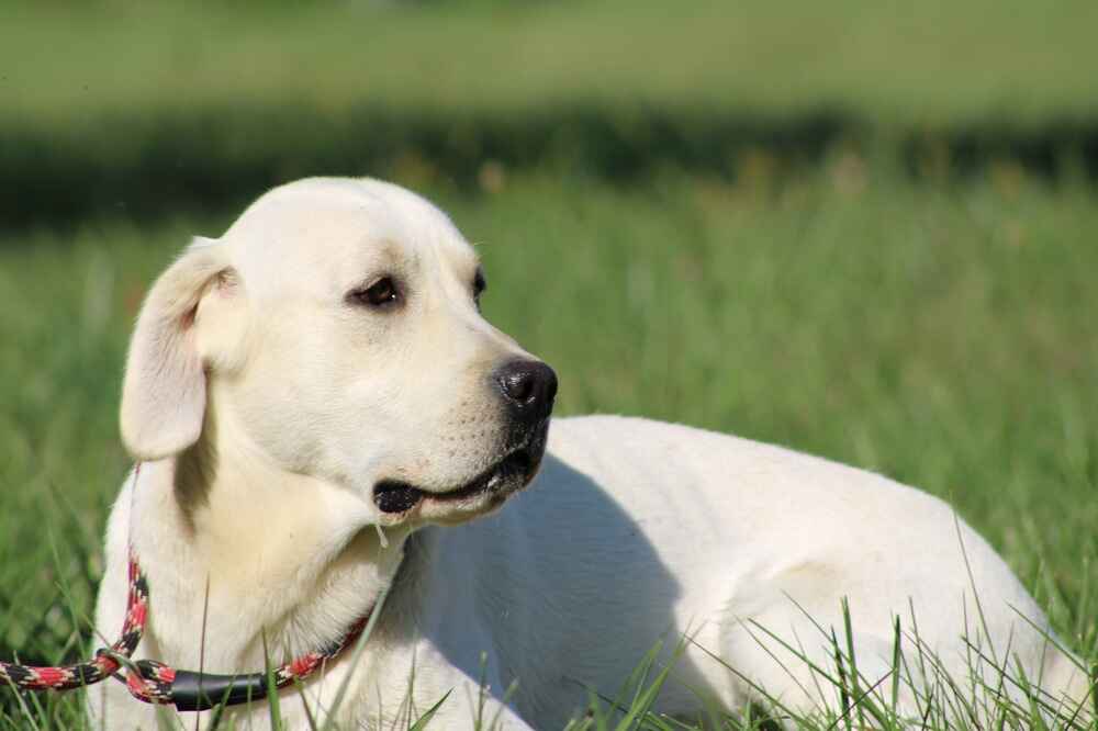 A portrait photograph of Maverick who is a purebred yellow Labrador Retriever sire.