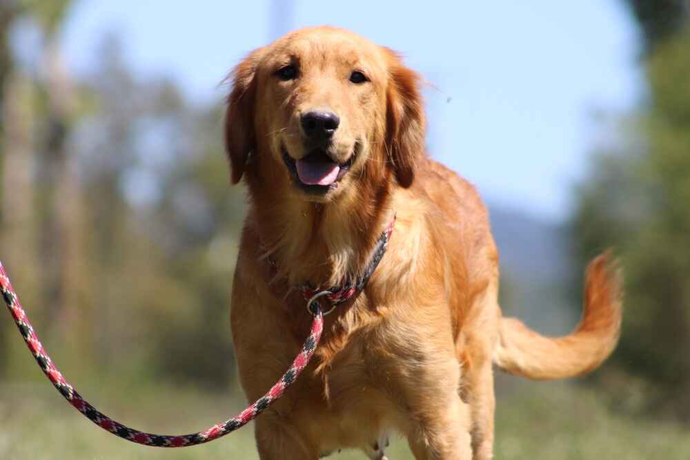 A portrait of Molly who is a purebred Golden Retriever female.