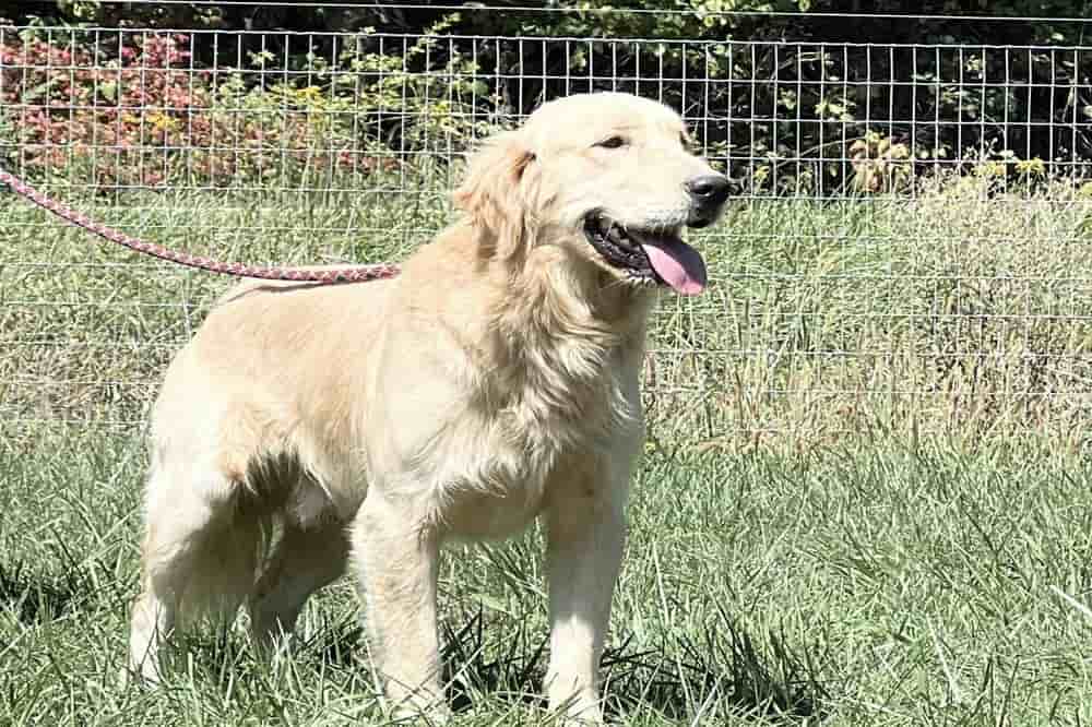 A portrait of Montego who is a purebred Golden Retriever sire.