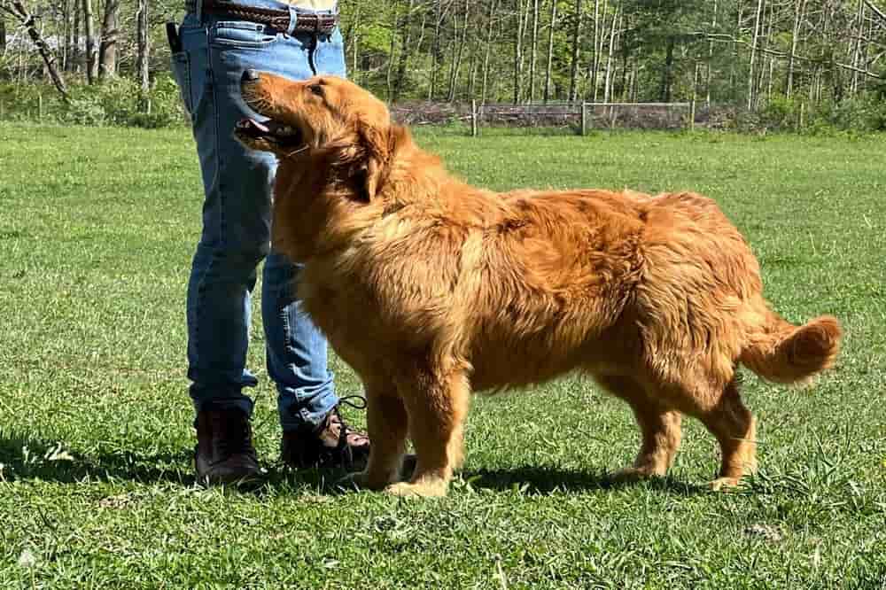 A portrait photograph of Mr. Toodles who is a purebred Golden Retriever sire.
