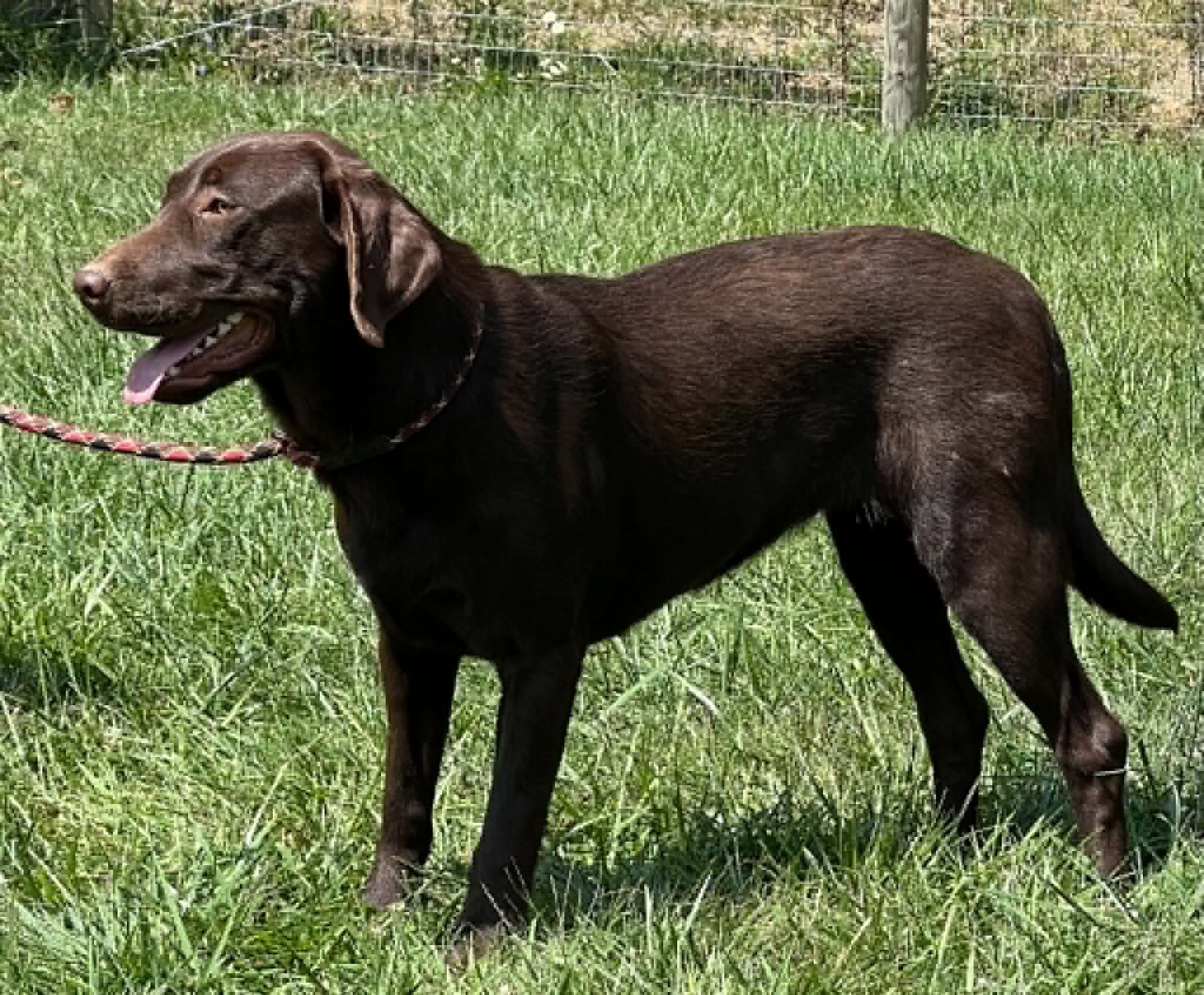 A portrait photograph of Oakley who is a purebred chocolate Labrador Retriever female.