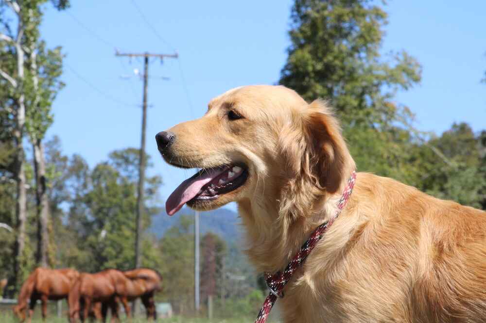 A portrait of Olivia who is a purebred Golden Retriever female.