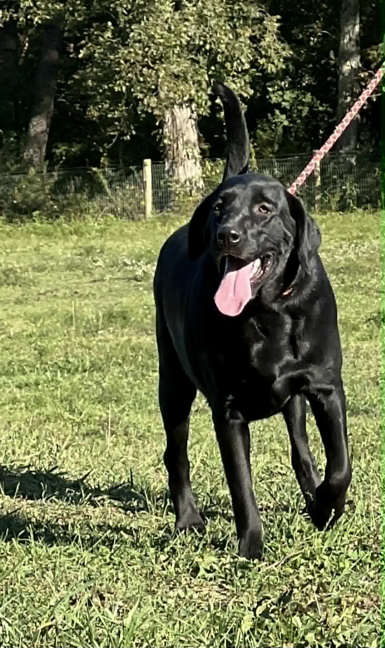 A portrait photograph of Onyx who is a purebred black Labrador Retriever female.