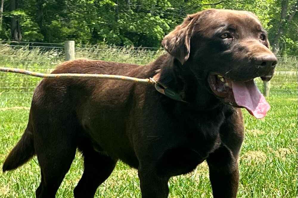 A portrait photograph of Outlaw who is a purebred chocolate Labrador Retriever sire.