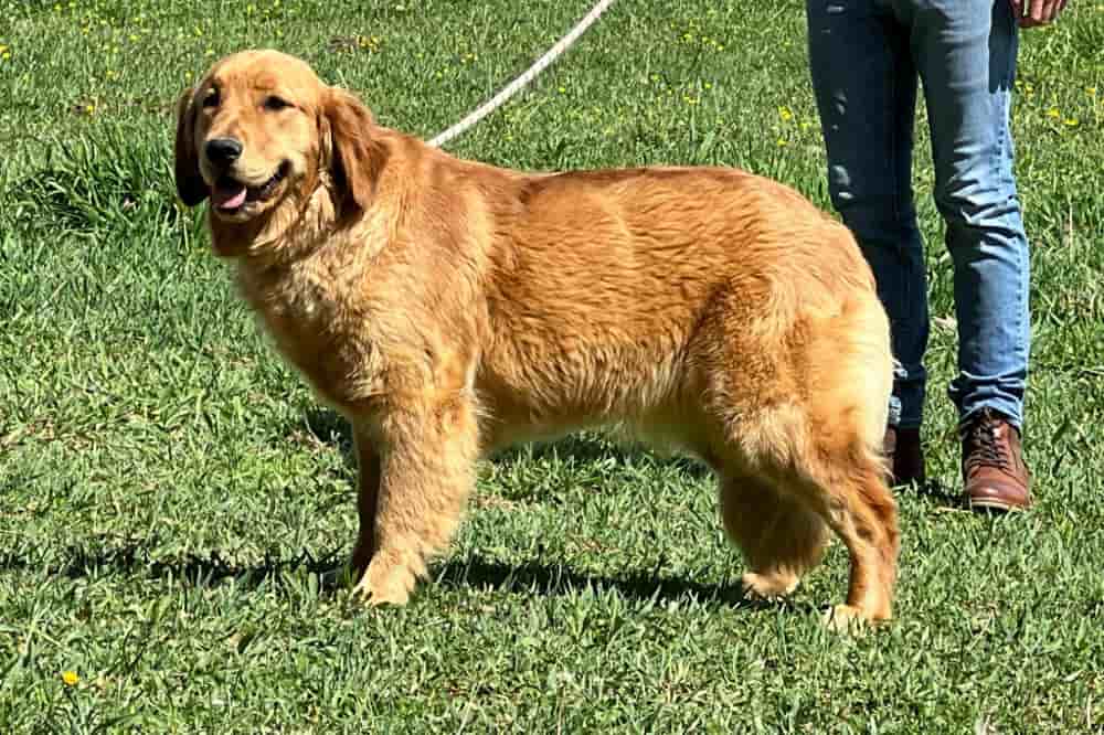 A portrait of Paitin who is a purebred Golden Retriever female.