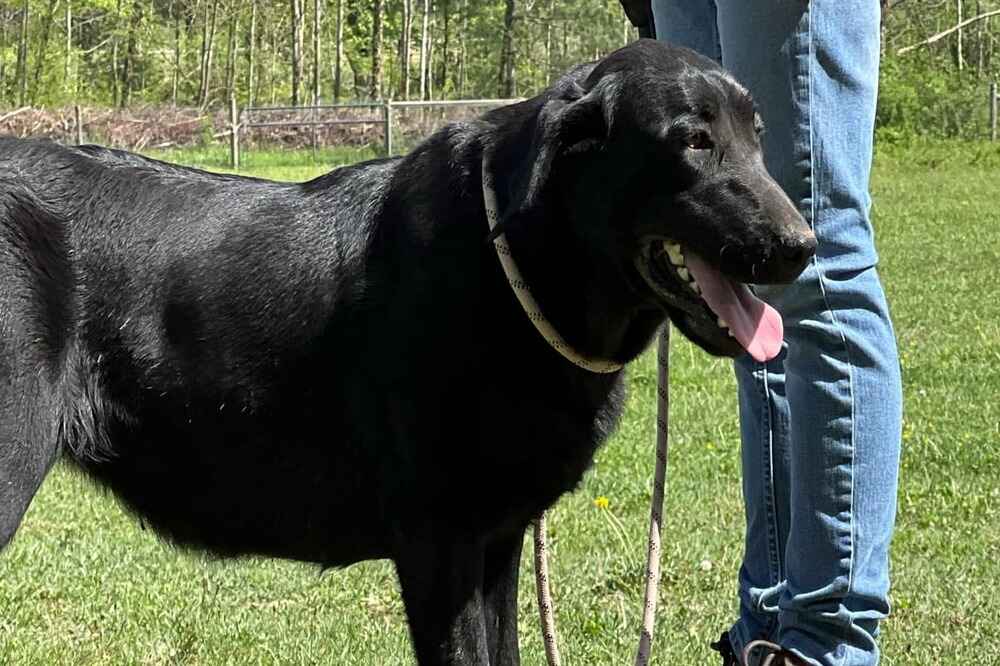 A portrait of Pandara who is a black Labrador Retriever female.