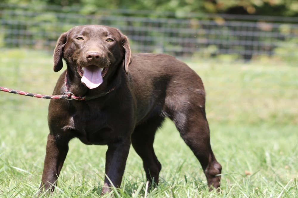 A portrait photograph of Paradox who is a purebred black Labrador Retriever female.