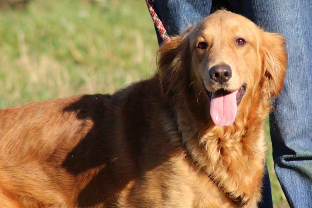 A portrait of Piper who is a purebred Golden Retriever female.