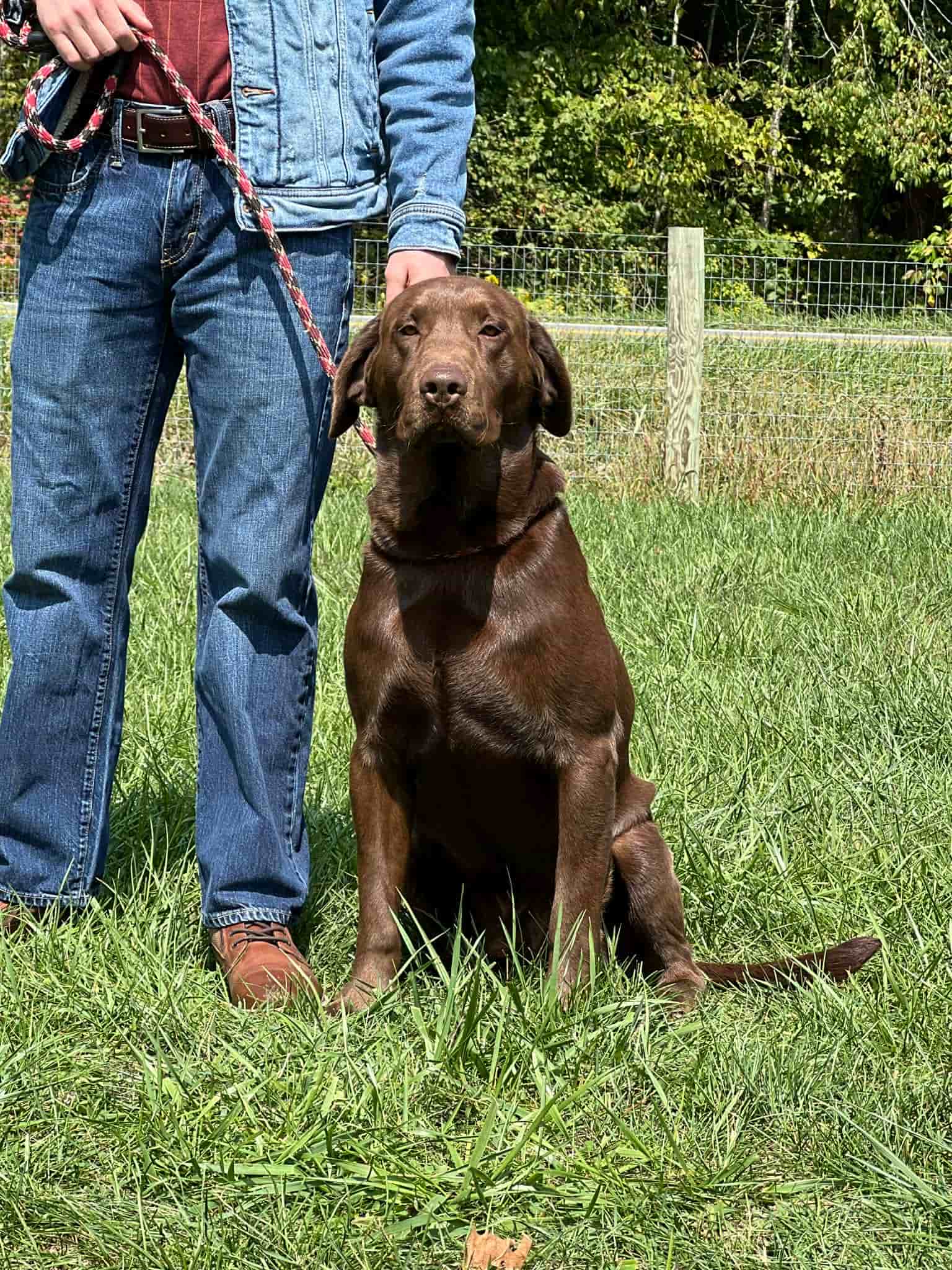 A portrait of Renegade who is a purebred chocolate Labrador Retriever sire.