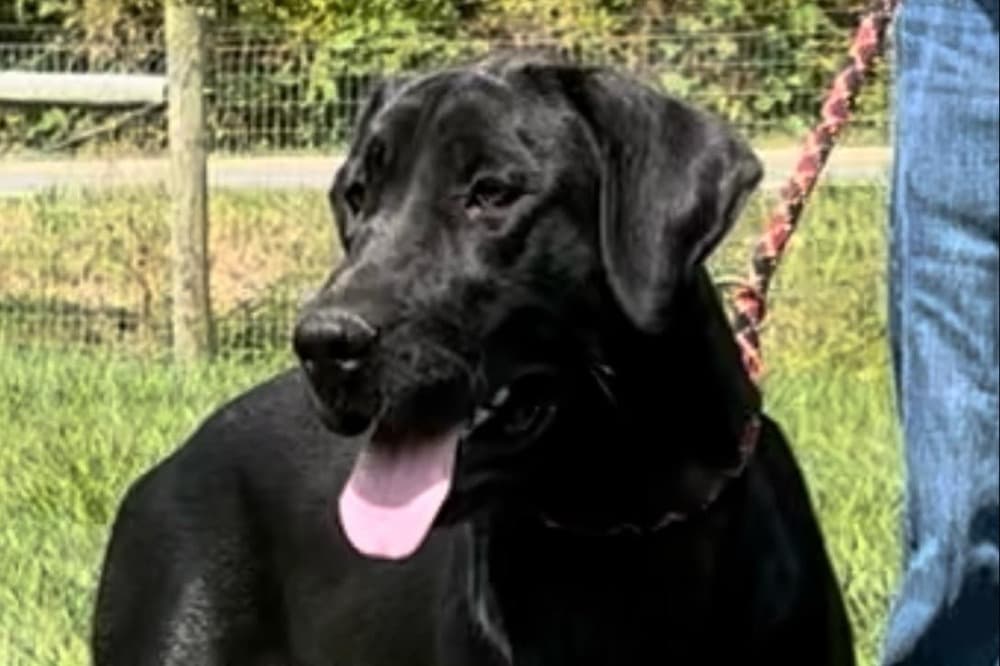 A portrait of River who is a purebred black Labrador Retriever female.
