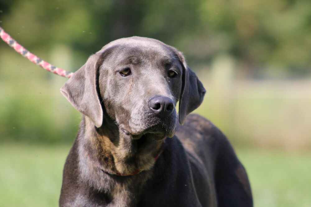 A portrait photograph of Roxxi who is a purebred silver Retriever female.