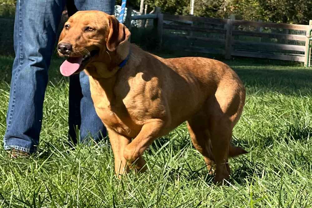 A portrait of Ryli who is a purebred fox red Labrador Retriever female.