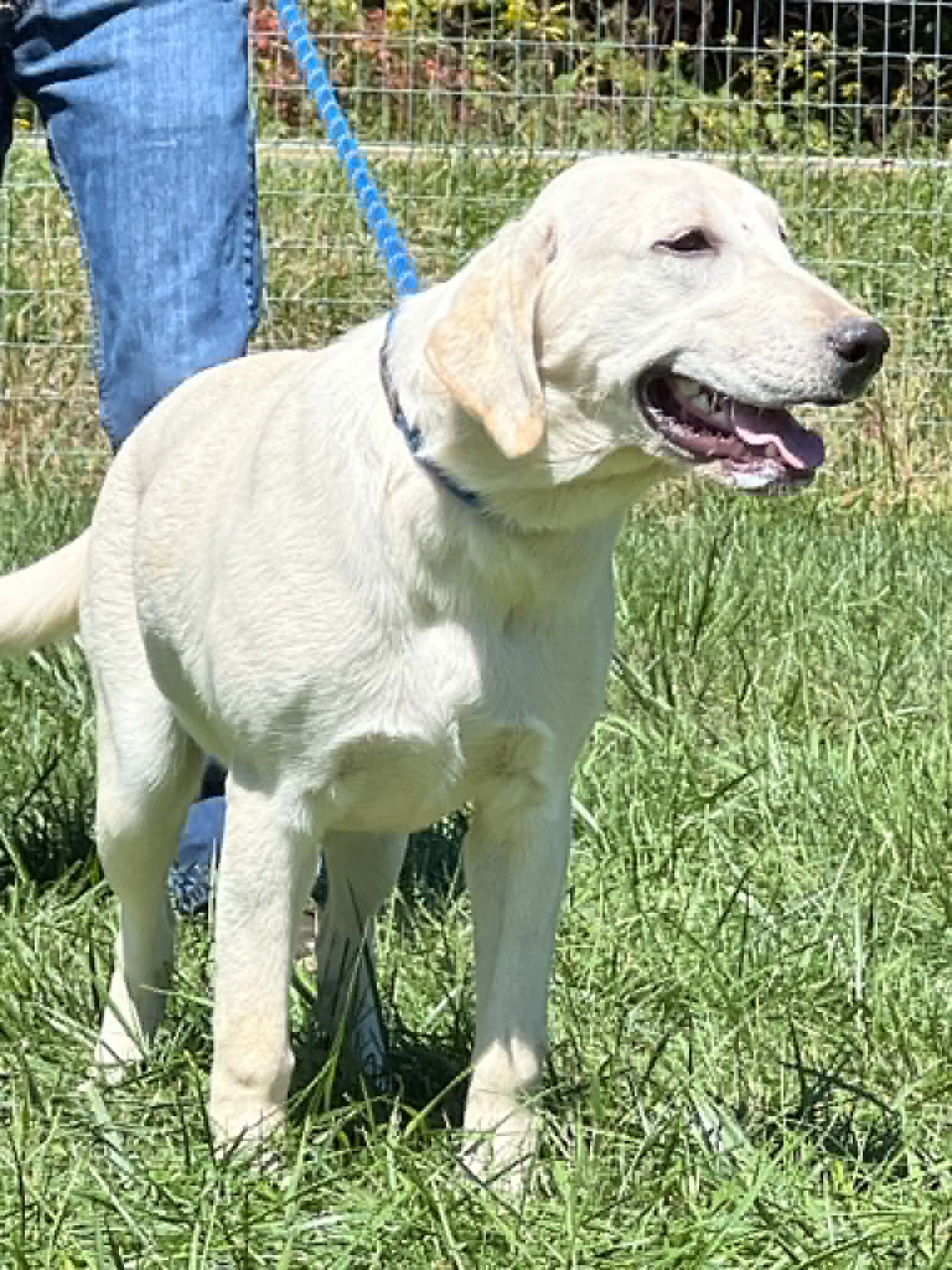 A portrait photograph of Samantha who is a purebred yellow Labrador Retriever female.