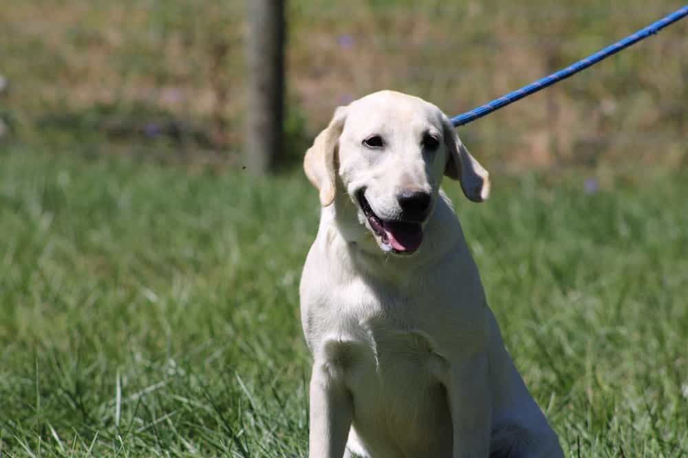 A portrait of Samantha who is a purebred yellow Labrador Retriever female.