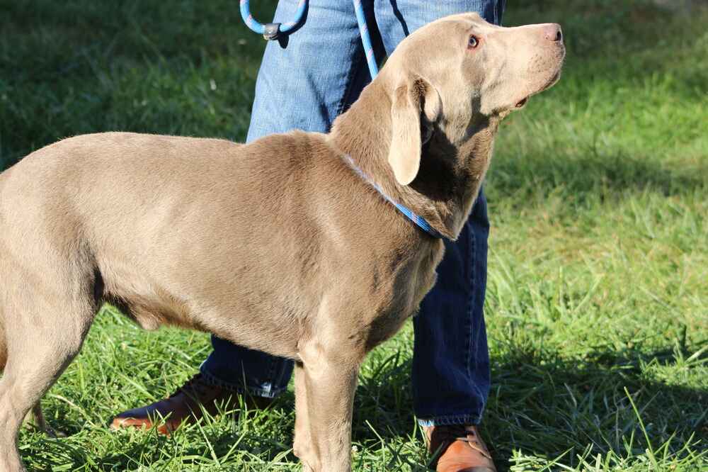 A portrait of Outlaw who is a purebred chocolate Labrador Retriever sire.