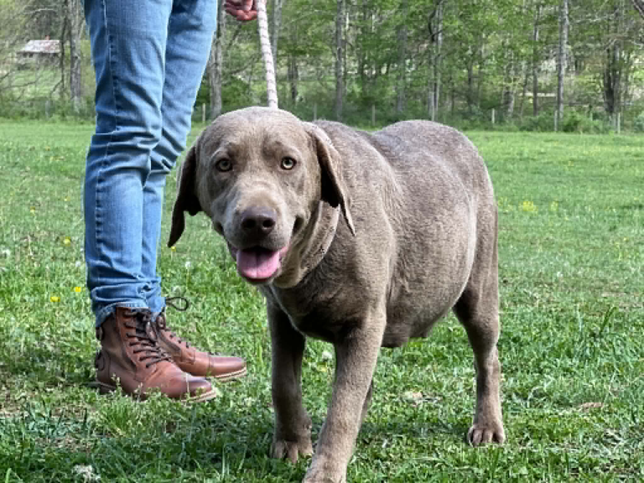 A portrait of Sylvanas who is a purebred silver Labrador Retriever female.