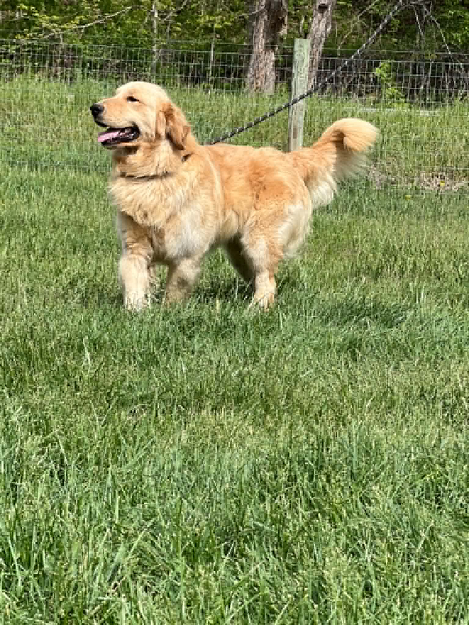A portrait of Trooper who is a purebred Golden Retriever sire.