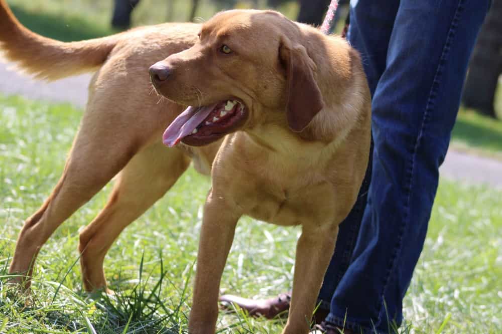 A portrait photograph of Viper who is a purebred fox red Labrador Retriever sire.