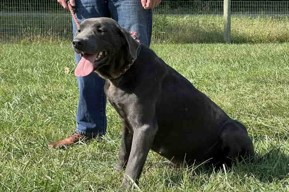 A portrait photograph of Waffles who is a purebred charcoal Labrador Retriever female.