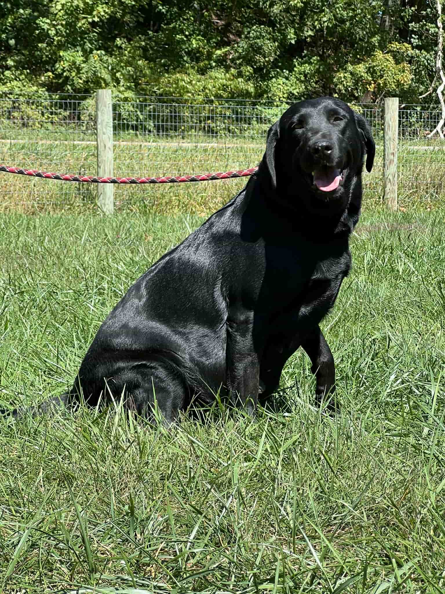 A portrait photograph of Whitney who is a purebred black Labrador Retriever female.