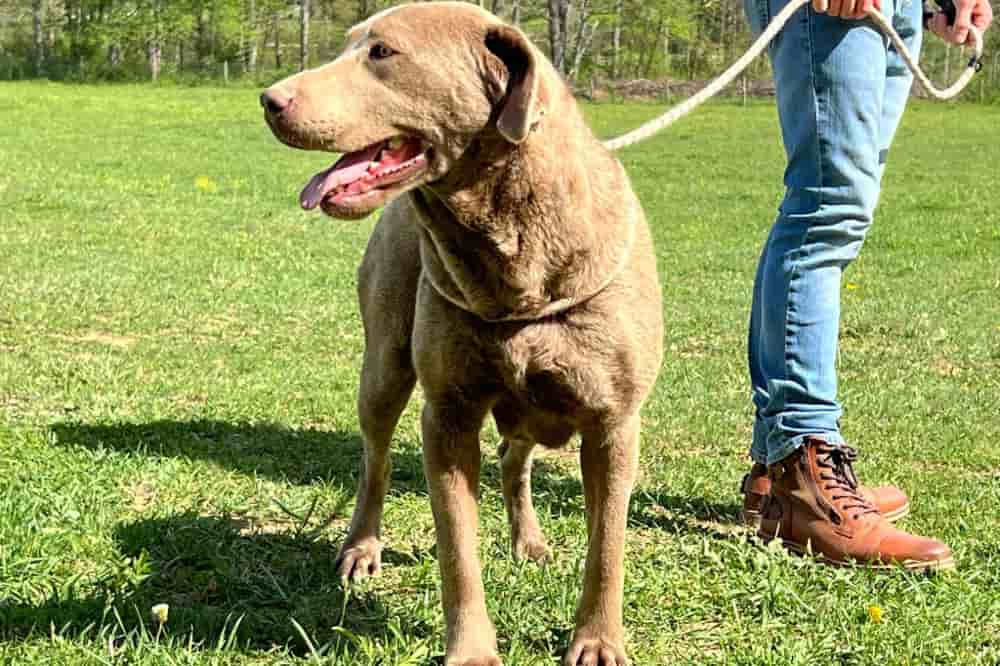 A portrait of Zkara who is a purebred fox red Labrador Retriever female.