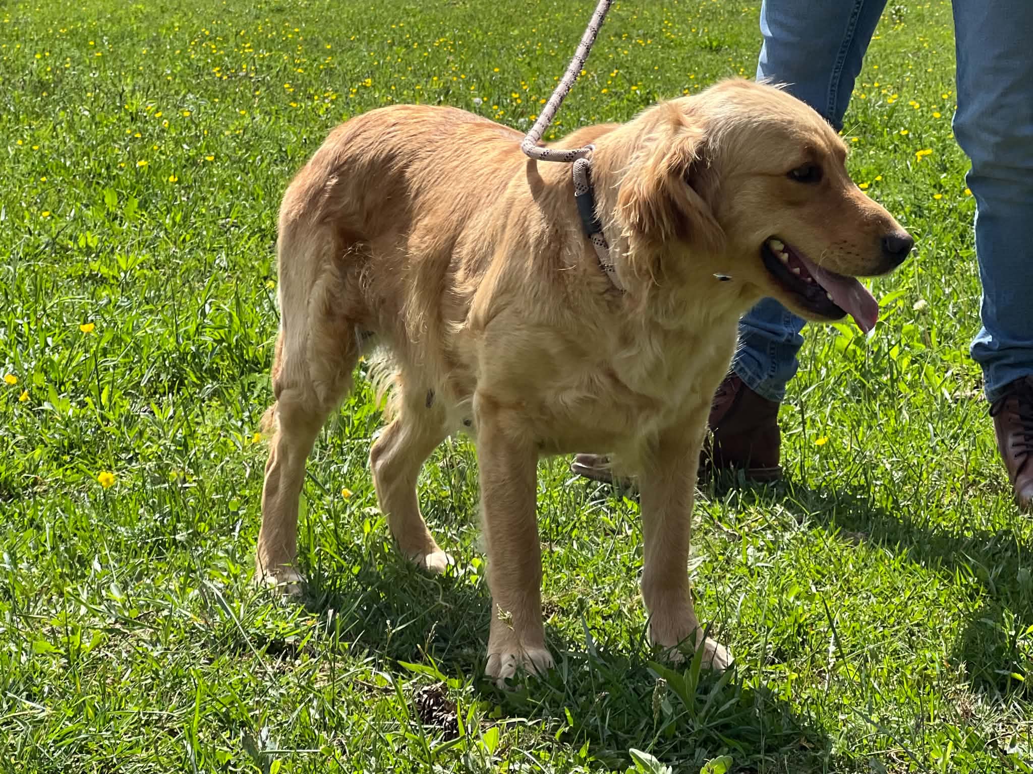 A portrait photograph of Zelda who is a purebred Golden Retriever female.