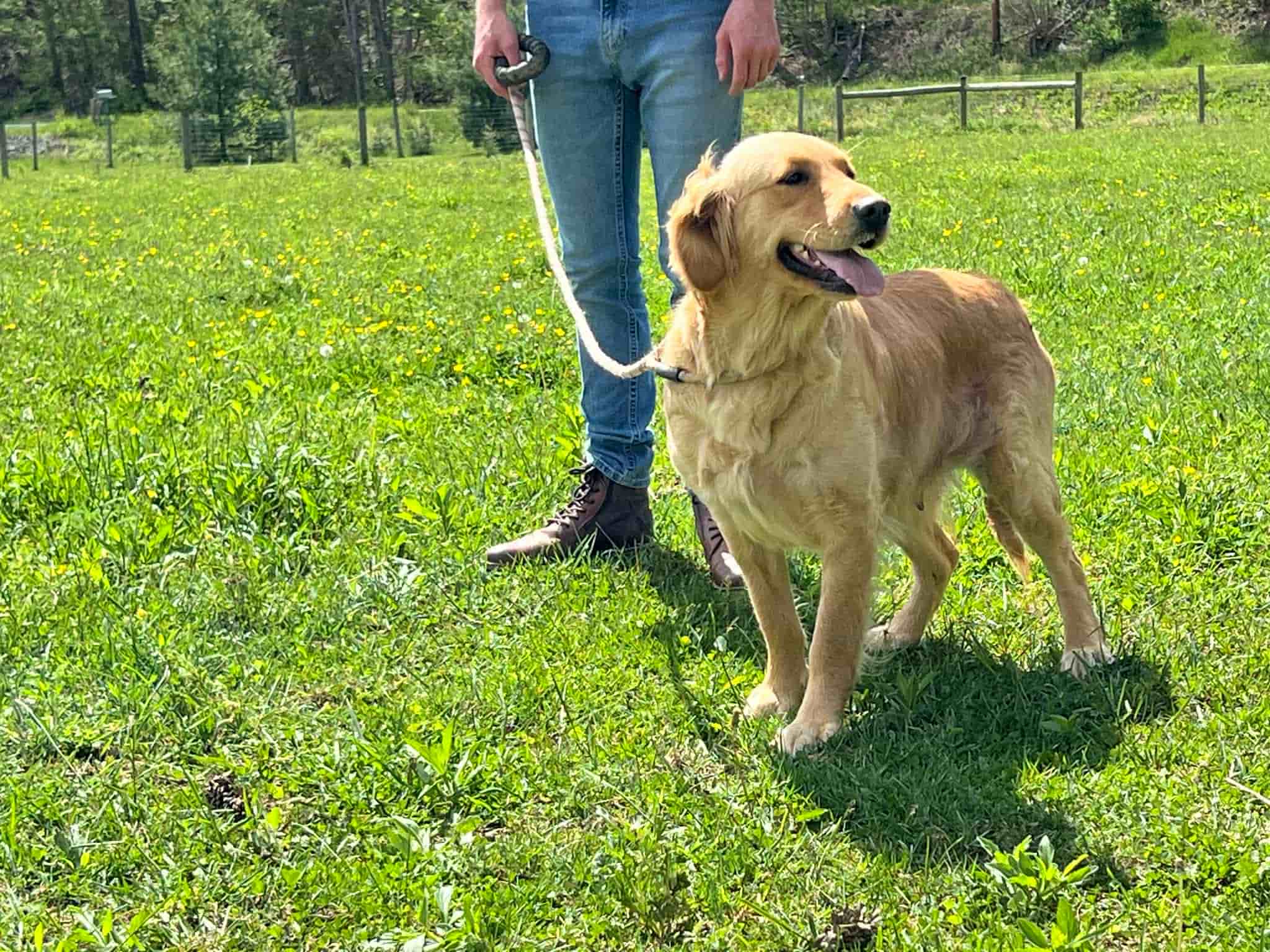 A portrait of Zenith who is a purebred Golden Retriever female.