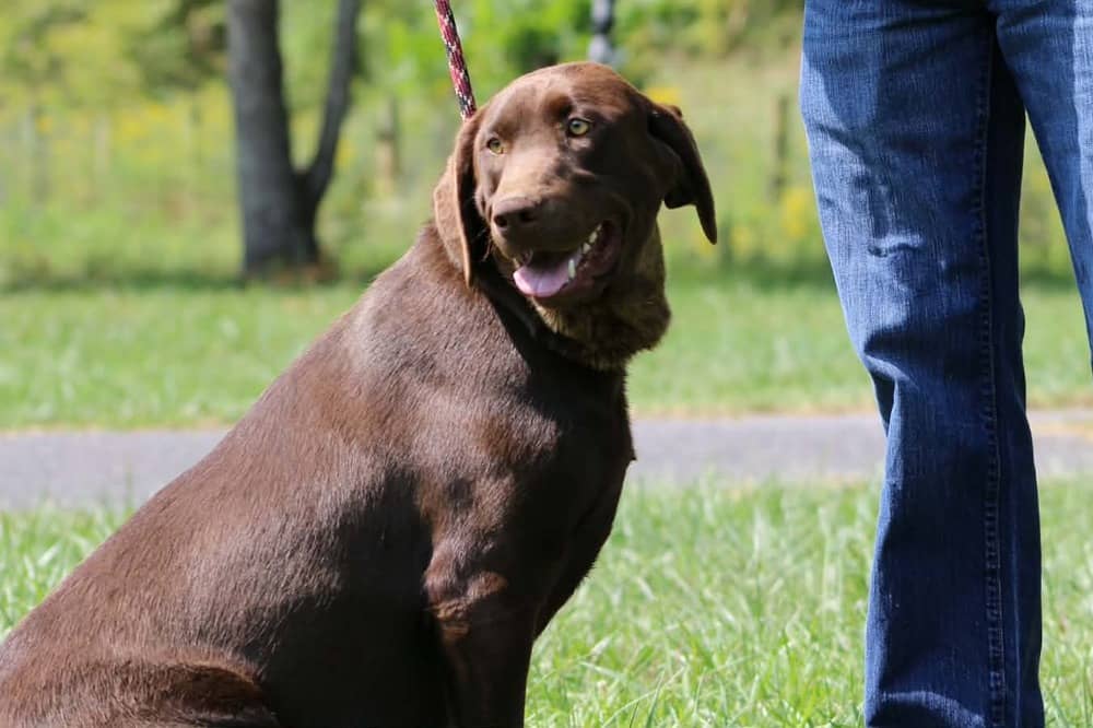 A portrait photograph of Zenyatta who is a purebred Chocolate Labrador Retriever female.